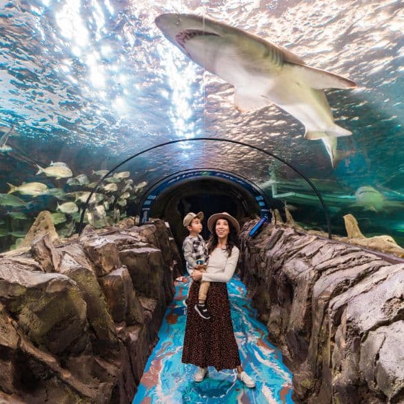 zoos-and-aquariums