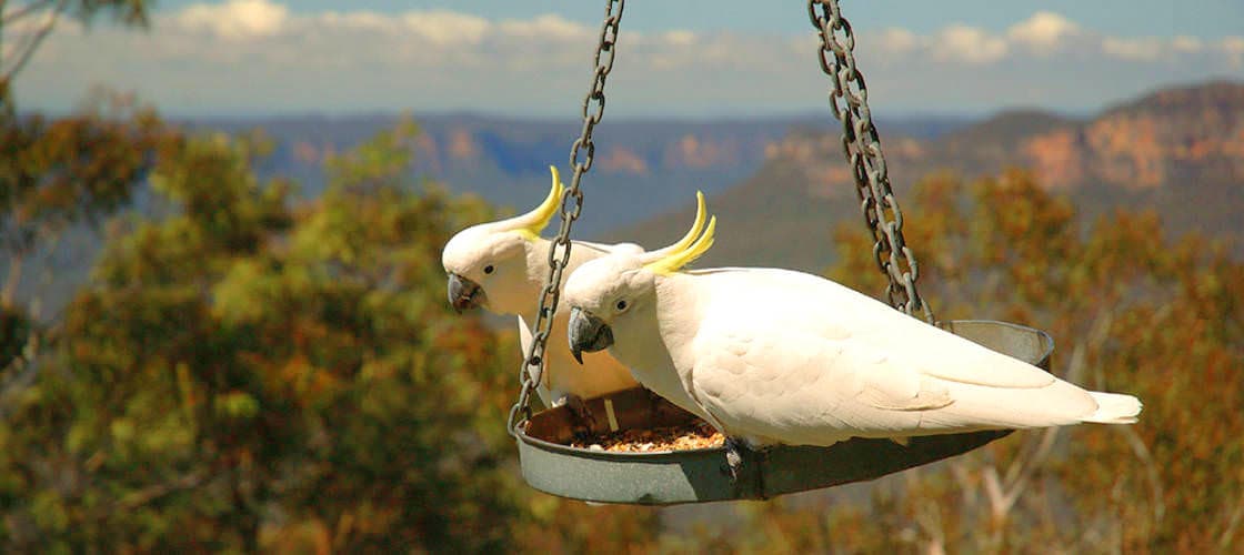 Blue Mountains Day Tour from Sydney with Harbour Cruise