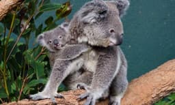 WILD LIFE Sydney Zoo Entry Tickets