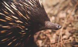 WILD LIFE Sydney Zoo Entry Tickets