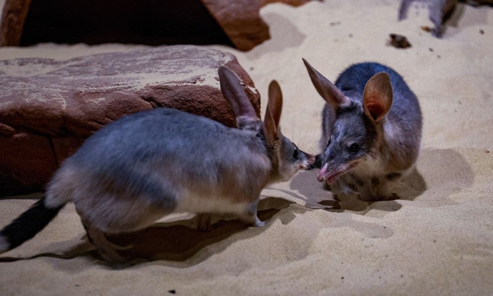 WILD LIFE Sydney Zoo Entry Tickets