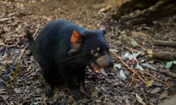 WILD LIFE Sydney Zoo Entry Tickets
