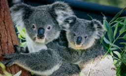 Taronga Zoo Entry and 2 Day Harbour Ferry Pass