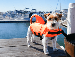 1 Hour Electric Picnic Boat Hire - Cabarita Point