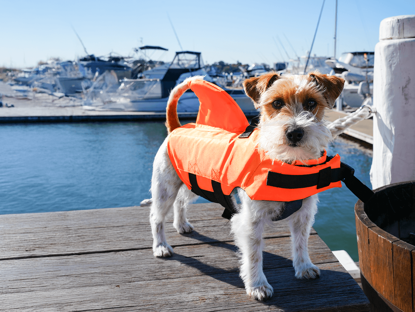 1 Hour Electric Picnic Boat Hire - Cabarita Point