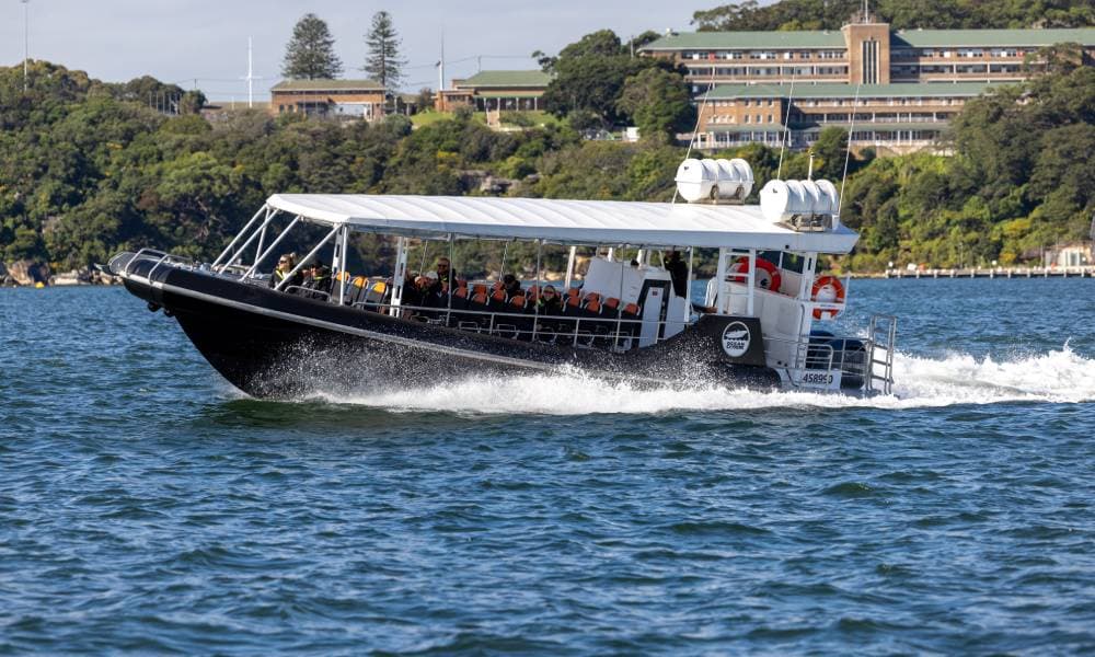 Sydney Whale Watching Speed Boat Tour - 2 Hours