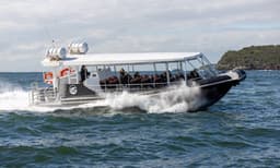 Sydney Whale Watching Speed Boat Tour - 2 Hours