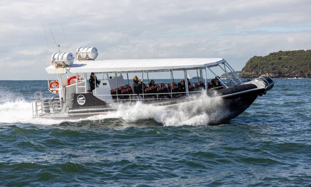 Sydney Whale Watching Speed Boat Tour - 2 Hours