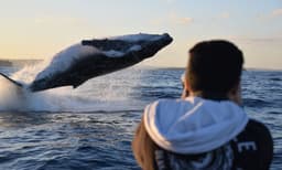 Sydney Whale Watching Speed Boat Tour - 2 Hours