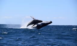 Sydney Whale Watching Speed Boat Tour - 2 Hours
