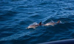Sydney Whale Watching Speed Boat Tour - 2 Hours
