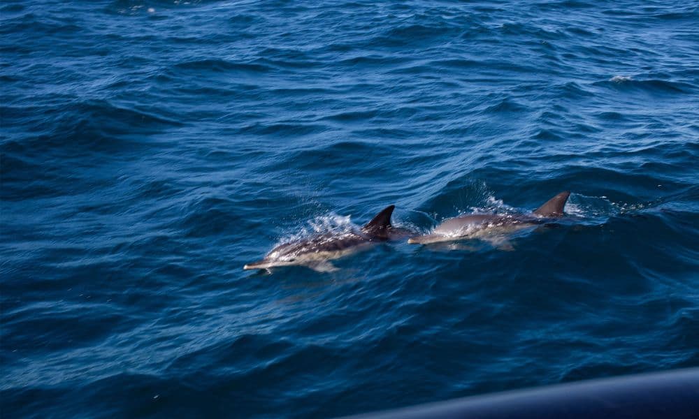 Sydney Whale Watching Speed Boat Tour - 2 Hours