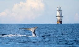 Sydney Intimate Whale Watching Cruise - 2.5 Hours