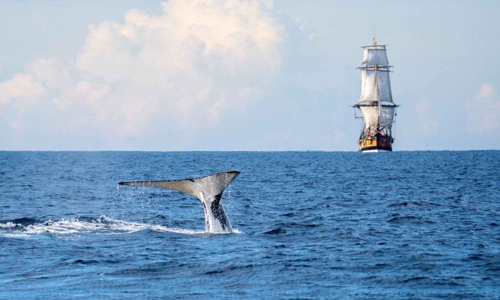 Sydney Intimate Whale Watching Cruise - 2.5 Hours