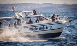 Sydney Intimate Whale Watching Cruise - 2.5 Hours