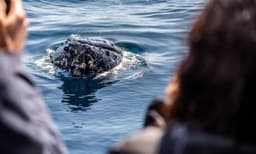 Sydney Intimate Whale Watching Cruise - 2.5 Hours