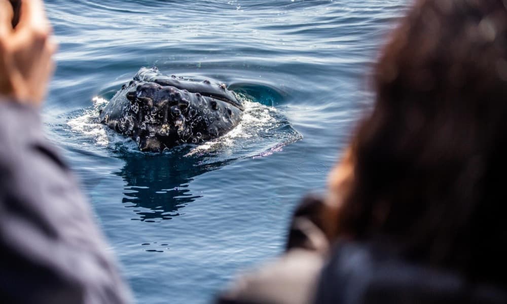 Sydney Intimate Whale Watching Cruise - 2.5 Hours