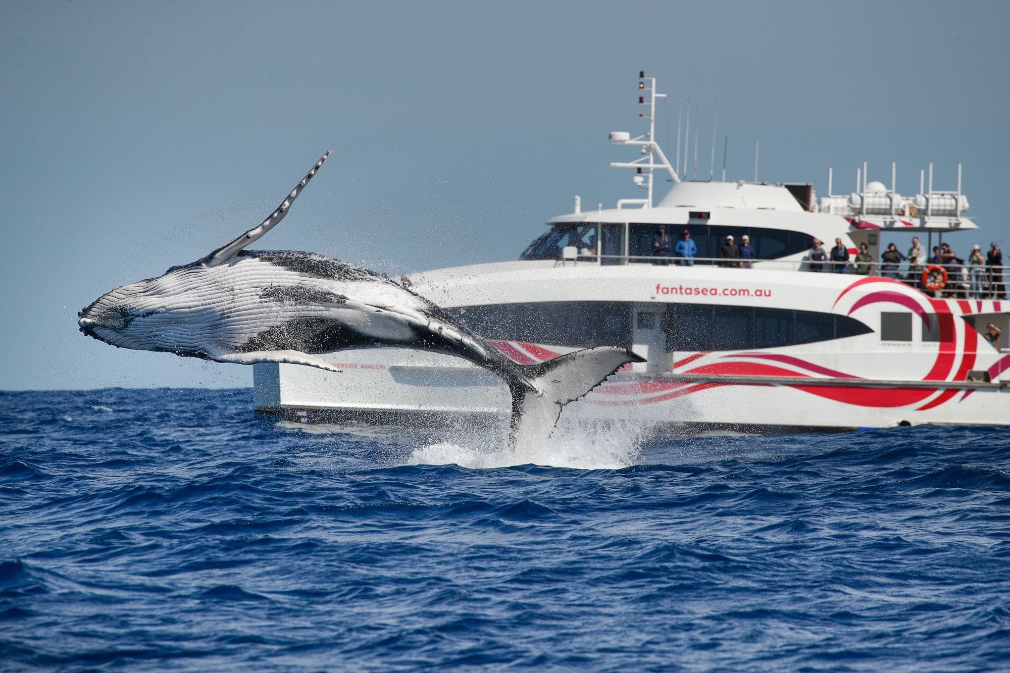 Discovery Whale Watching Cruise - 2.5 Hours