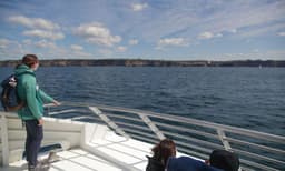 Sydney 2 Hour Whale Watching Express Cruise