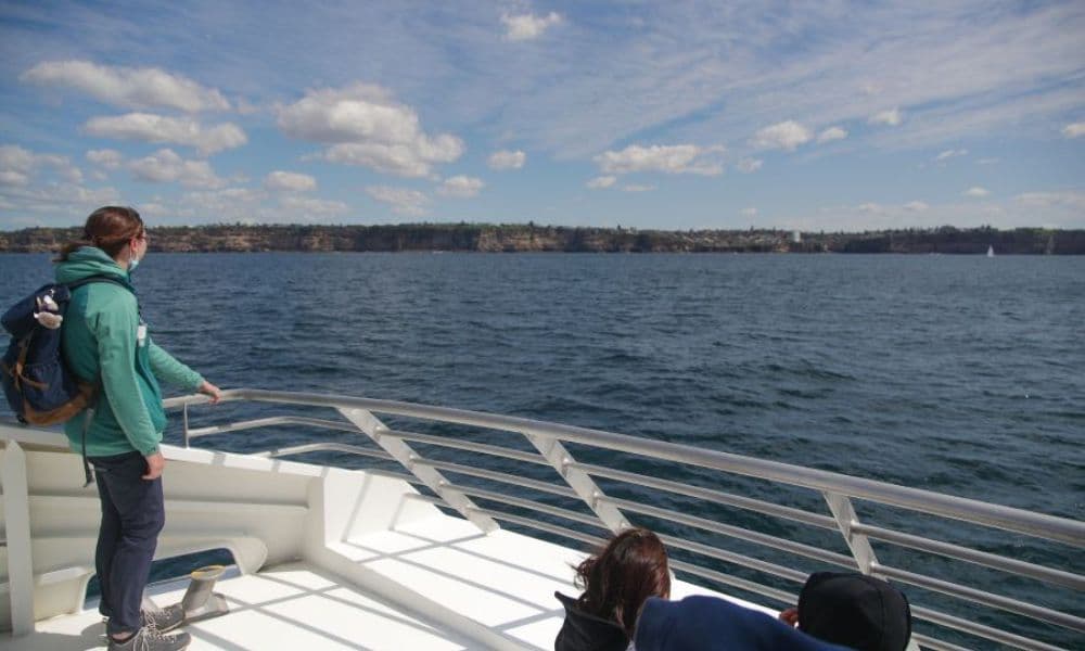 Sydney 2 Hour Whale Watching Express Cruise