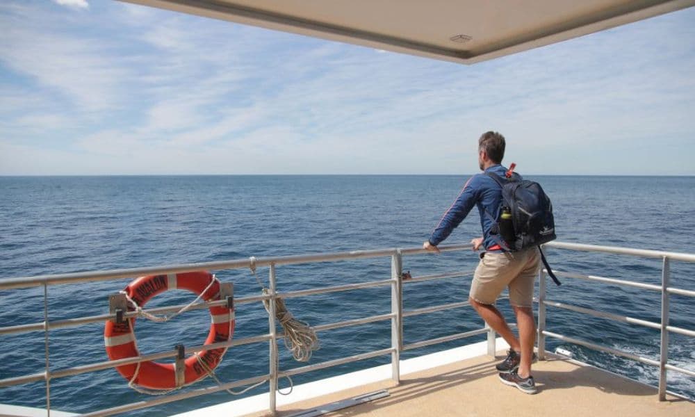 Sydney 2 Hour Whale Watching Express Cruise