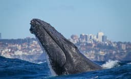 Sydney 2 Hour Whale Watching Express Cruise