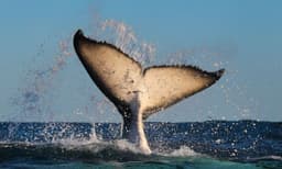 Sydney 2 Hour Whale Watching Express Cruise