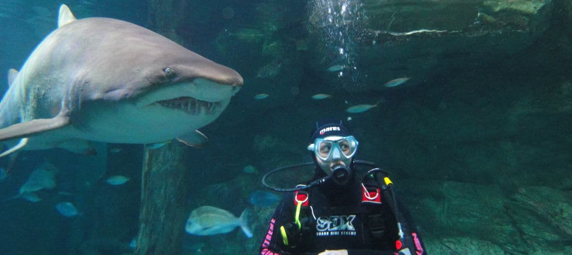 Sydney Aquarium Shark Dive Xtreme