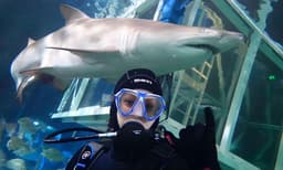 Sydney Aquarium Shark Dive Xtreme