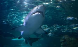 Sydney Aquarium Shark Dive Xtreme