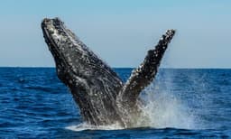 Sydney Weekend Whale Watching Cruise including Breakfast