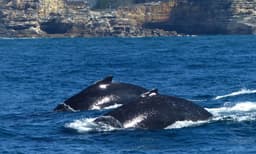 Sydney Weekend Whale Watching Cruise including Breakfast