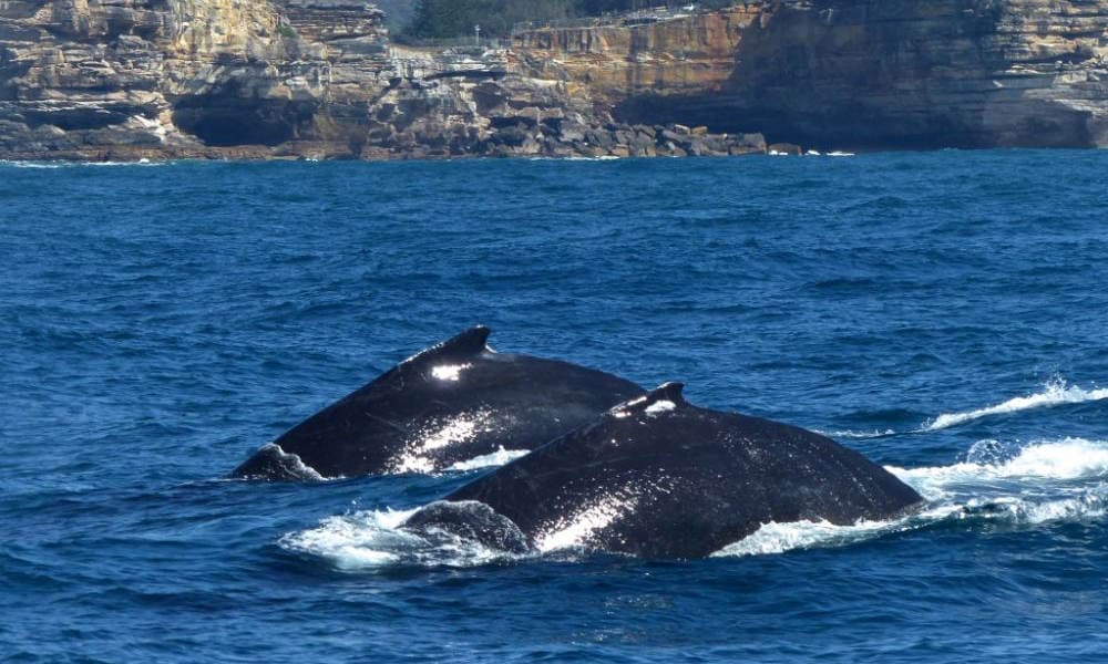 Sydney Weekend Whale Watching Cruise including Breakfast