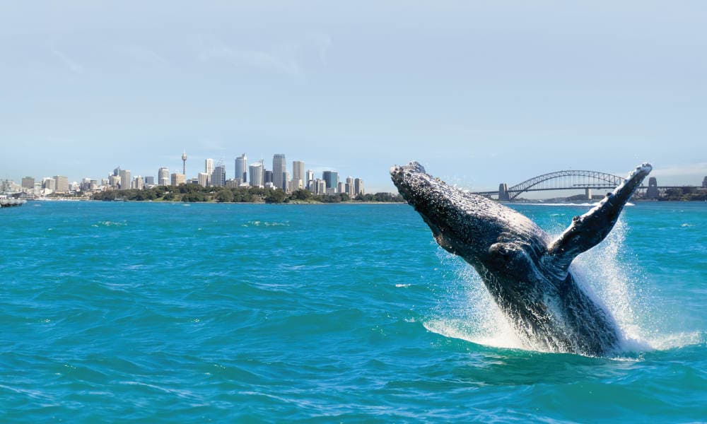 Sydney Weekend Whale Watching Cruise including Breakfast