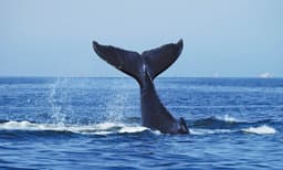 Sydney Weekend Whale Watching Cruise including Breakfast