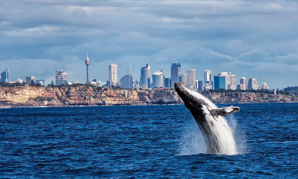 Sydney Weekend Whale Watching Cruise including Breakfast