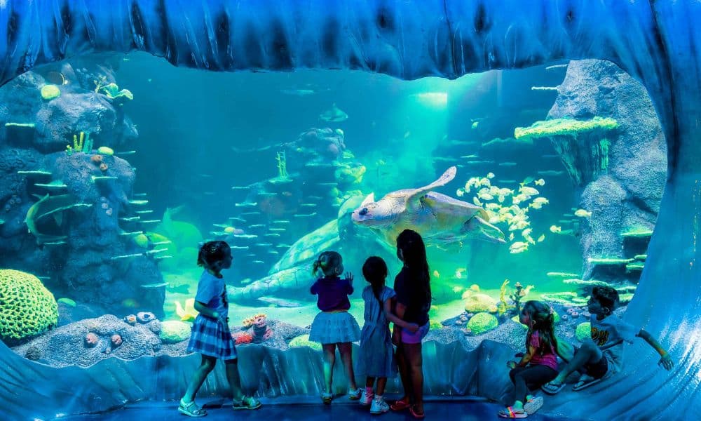 SEA LIFE Sydney Aquarium General Admission
