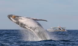 Sydney Whale Watching Adventure Cruise - 2.5 Hours