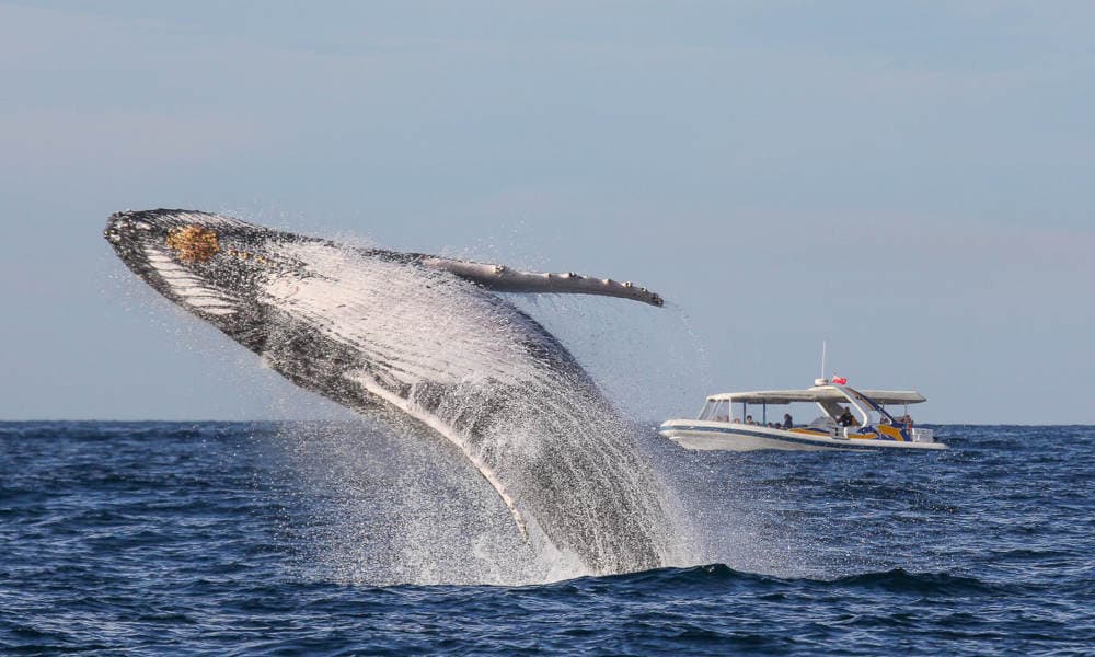 Sydney Whale Watching Adventure Cruise - 2.5 Hours