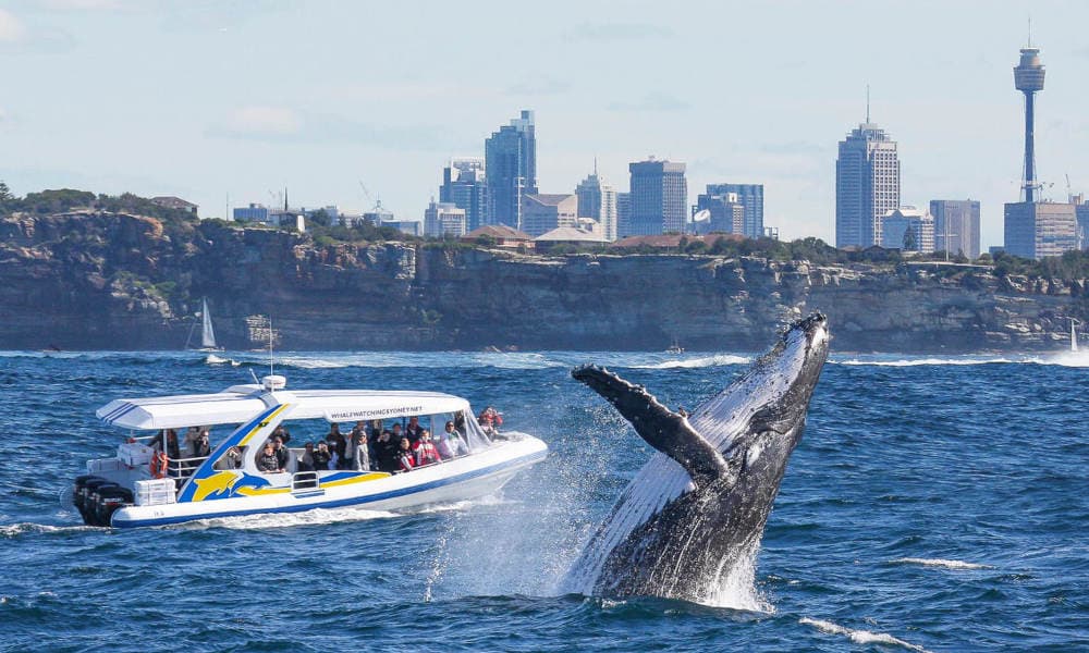 Sydney Whale Watching Adventure Cruise - 2.5 Hours