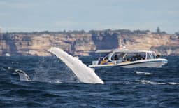 Sydney Whale Watching Adventure Cruise - 2.5 Hours