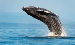 Sydney Whale Watching Cruise from Circular Quay