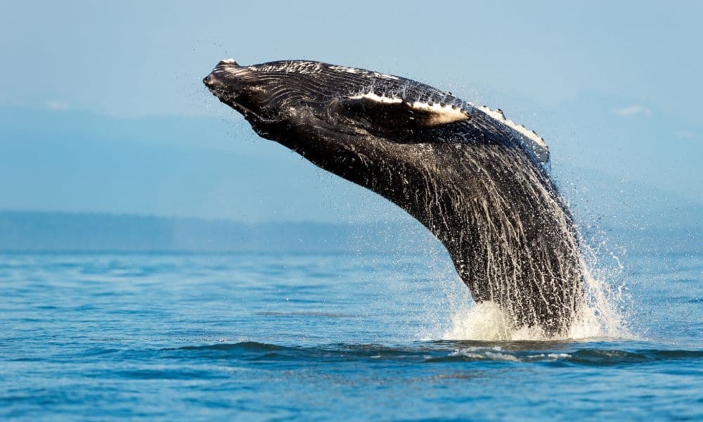 Sydney Whale Watching Cruise from Circular Quay