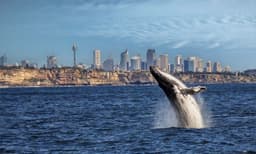 Sydney Whale Watching Cruise from Circular Quay