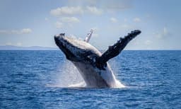 Sydney Afternoon Whale Watching Cruise