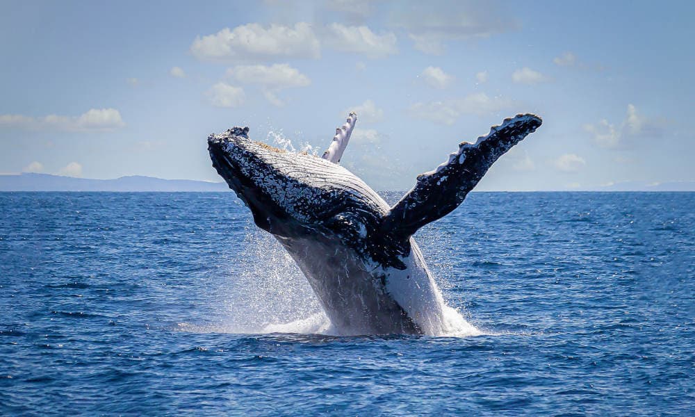 Sydney Afternoon Whale Watching Cruise