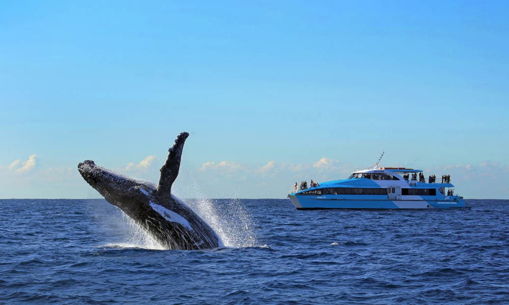 Sydney Afternoon Whale Watching Cruise