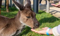 Blue Mountains Tour and Sydney Zoo Visit - Full Day