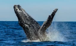 Sydney Whale Watching Cruise with BBQ Lunch