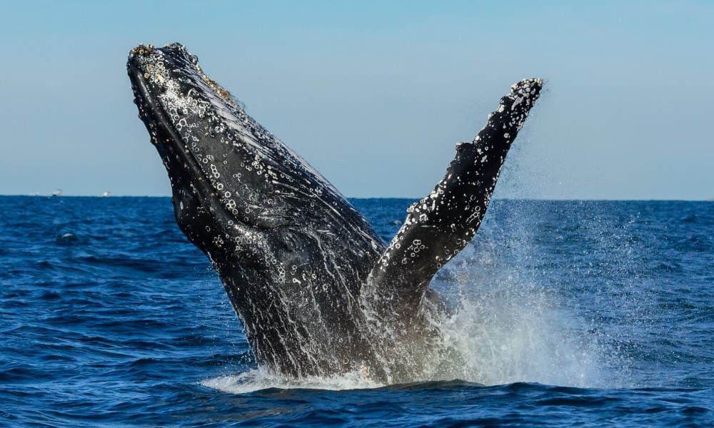 Sydney Whale Watching Cruise with BBQ Lunch